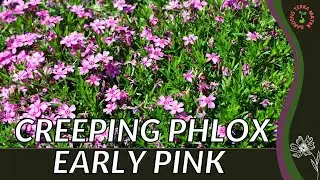 CREEPING PHLOX EARLY PINK Information and Growing Tips! (Phlox subulata)