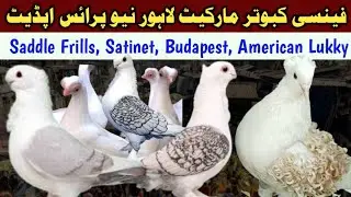 Fancy Piegons Market Updates l Lahore Lari Adda Latest Prices l #haiderbirdzone