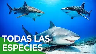Tiburones por especie, todos los cap&iacute;tulos | Free Documentary Nature - Espa&ntilde;ol