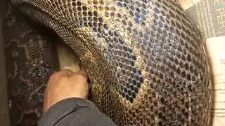 Python sebae