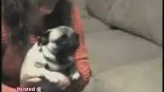 Very Excited Pug Version 2