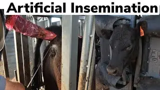 Выращиваем 250 телок… Ни одного быка!