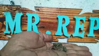 Ricefield Frog