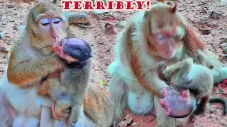 Very Best Scene!.. Poor Baby Blaze C-rying By H-urt Very Cos Mom Brinn Threat S-eriously