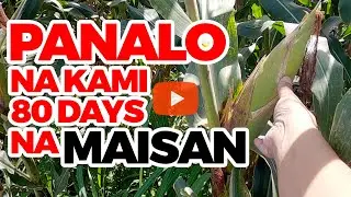 Mais Update 80 Days | 80 Days Corn