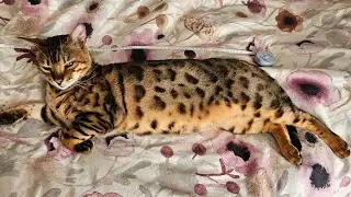 Measuring my cat for science 📏🐆