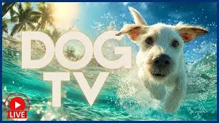 [🔴LIVE] DOG TV - Enrichment Videos for Bored + Anxious Dogs 🐕❤️&zwj;🩹