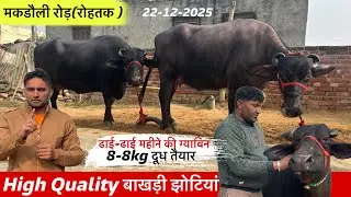 🔴ढाई-ढाई महीने की ग्याबिन👉8-8kg दूध तैयार के साथ High Quality की बाखड़ी झोटियां।MONU☎️9466818807.