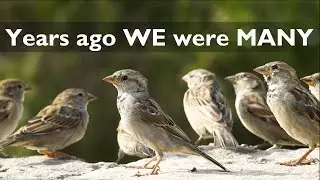 the extinct of SPARROW