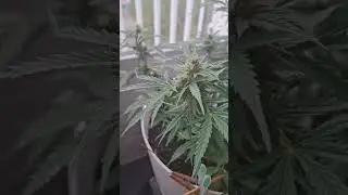 10 weeks old , 7 weeks into lst test #ihavethisthingwithplants #plants