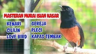 MASTERAN MURAI BATU GACOR DOR BONGKAR ISIAN,  CILILIN KENARI GACOR PANJANG