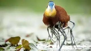 Perilaku Unik Burung Jacana Afrika yang Memiliki Kaki Lebih dari 2 Buah | Pesona Hewan