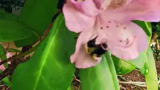 Bumblebee pollen baskets, corbiculae, on it&rsquo;s legs. Harvesting pollen from a Rhododendron in NC