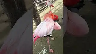 Flamingo's Way To Relax