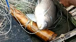 Top 10 net fishing video 2023 - Amazing fisherman catching big fish river water in boat