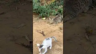 Village cat fightings #catlover #shortvideo #like ##morning #coorg  girl