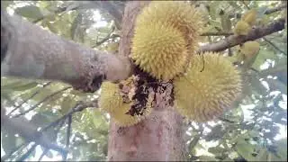 Tak habis habis mengambil buah guys,bermacam macam buah buahan