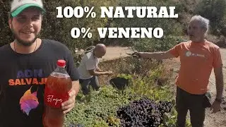 Un buen día haciendo vino | CÓMO hacer vino de uva CASERO, ECOLÓGICO y artesanal