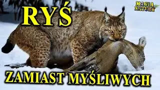 Rysie i Wilki Zastąpią Myśliwych w Polsce? - Powracają na Właściwe im Miejsce!