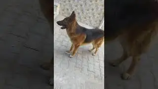 Active In Out Side Home German Shepherd Dog 😎 review reloaded #shorts #shortsvideo #dog #review