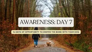 Awareness DAY 7 | 14 days of opportunity to deepen the bond with your dog
