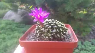 Кактус mammillaria bertholdii.