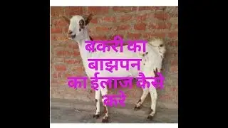 If goat is not pregnant then do this simple solution