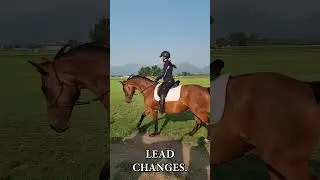 Flying lead changes with halter #horse #horselover #RachelJessop