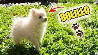 &iexcl;EL NUEVO INTEGRANTE DE LA FAMILIA! - BROLAND