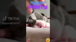 Me After a Party #everyday  #humor #afterparty #funny #funnyvideos #cuteanimals