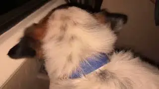 He has motion sickness😃