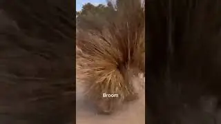 Broom Dance #travel #broomwitch #africa#culture #dance