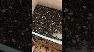 Мухи повсюду на чердаке