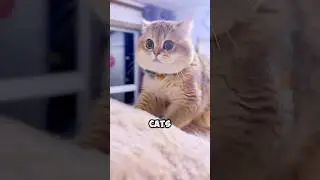 5 Cat Behaviors That Are WAY Too Human