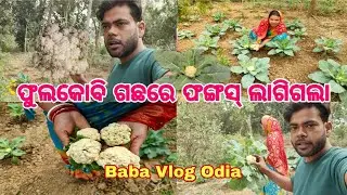 ଫୁଲକୋବି ଗଛରେ ଫଙ୍ଗସ୍ ଲାଗିଗଲା | Fungus attack on cauliflower plants | Farming