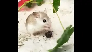 SFTZ Conservation Corner - Perdido Key beach mice