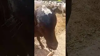 berrante