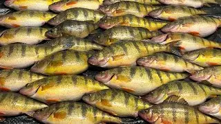 Limited out on Spring Perch!