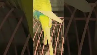 funny 😂😂 parrot#bantik #fauna #nature