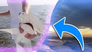 We Went Shark Fishing - VNM House