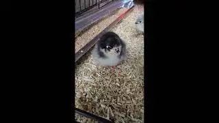 New Chicks!  7 Black Australorps and 7 Lavender Orpingtons!  #chicks #australorp #orpington #alberta