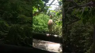 Aqua Birds at Byculla Zoo