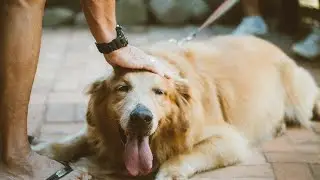 Segnali che il Tuo Cane Ti Ama: Come Capire Se il Tuo Cane Ti Vuole Bene