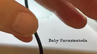 Baby Spider