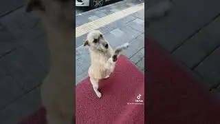 Even the smallest gestures can bring warmth and love to the animals around us !! Subscribe for more!