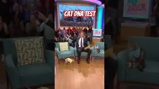 Cat DNA Test: YOU are NOT the Father! 😱 #shorts #cats