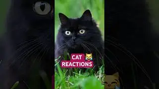 Overly Expressive Cat Has Opinions 😹🐦 #shorts #pets #funnycats