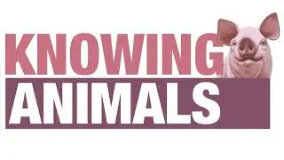 Episode 245: Animal consciousness with Walter Veit