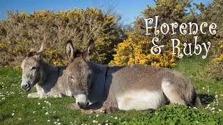 Donkey bath time