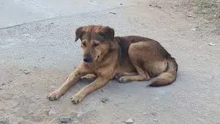 sorrow dog 🐕🐕🐕